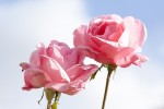 rose_4-9-09.JPG