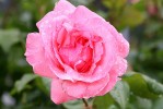 rose_8-7-09.jpg