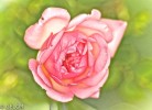 rose_aout_2014.jpg