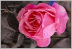 rose_du_1-9-2008.jpg