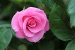 rose_du_14_mai-2.jpg