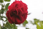 rose_du_14_mai-3.jpg