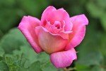 rose_du_19_5-1.jpg