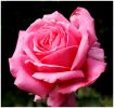 rose_du_22_9_08.jpg