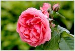 rose_du_25_8_08.JPG