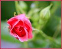 rose_du_30_8_08.JPG