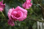 rose_du_W-E.jpg