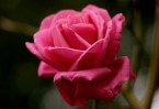 rose_du_wwek_end1.jpg