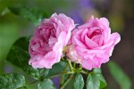 rose_orage.jpg