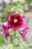 rose_tremiere2_8-7-09.jpg