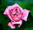 rose_violette.JPG