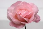 rosealain.jpg