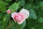 rosedixjuin4.jpg