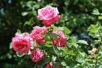 rosedixjuin5.jpg