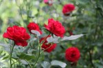 rosedixjuin6.jpg