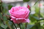 rosemonjardin1.jpg