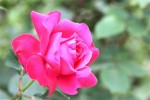 rosemonjardin5.jpg