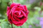 rosepluie1.jpg