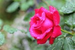 rosepluie2.jpg