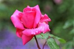 rosepluie3.jpg