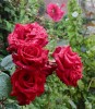 roses13aout-1.jpg