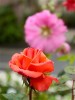 roses13aout-2.jpg