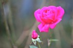 roses17_10-1.jpg