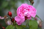 roses17_10-2.jpg