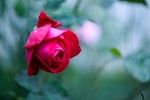 roses17_10-3.jpg