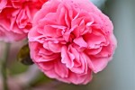 roses17_10-4.jpg