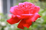 roses1erjuin-02.jpg