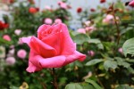 roses1erjuin-06.jpg