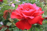 roses1erjuin-09.jpg