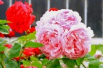 roses27-5-2011_1.jpg