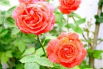 roses27-5-2011_2.jpg