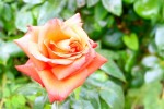 roses27-5-2011_3.jpg