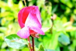 roses27-5-2011_4.jpg