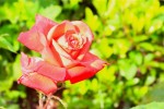 roses27-5-2011_5.jpg