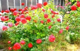 roses27-5-2011_6.jpg