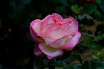 roses9-9-15_-_2.jpg