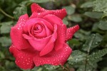 roses_28-10.jpg