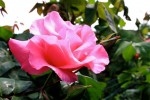 roses_de_mai-5.jpg