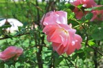 roses_de_mai-6.jpg