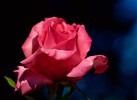 roses_de_mai_-_5.jpg