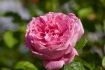 roses_de_mai_-_8.jpg