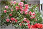 roses_du_28_8_2008.JPG