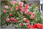 roses_du_28_8_2008.JPG