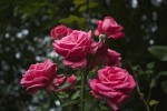 roses_du_31_8-1.jpg