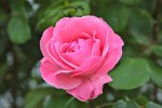 roses_du_9_mai_2011-1.jpg