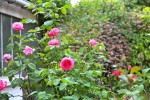 roses_du_9_mai_2011-2.jpg